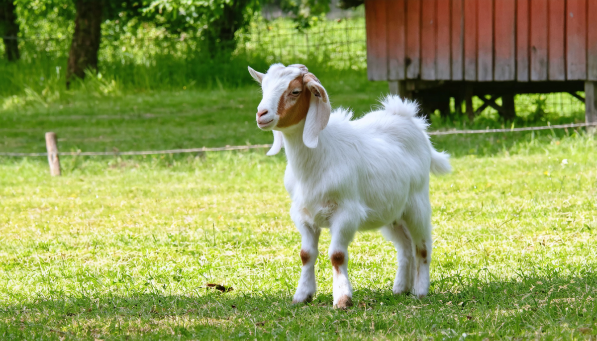 découvrez tout sur la chèvre naine : son prix, son habitat idéal et nos conseils pratiques pour bien l'accueillir chez vous. guide complet pour bien débuter avec cet animal charmant.