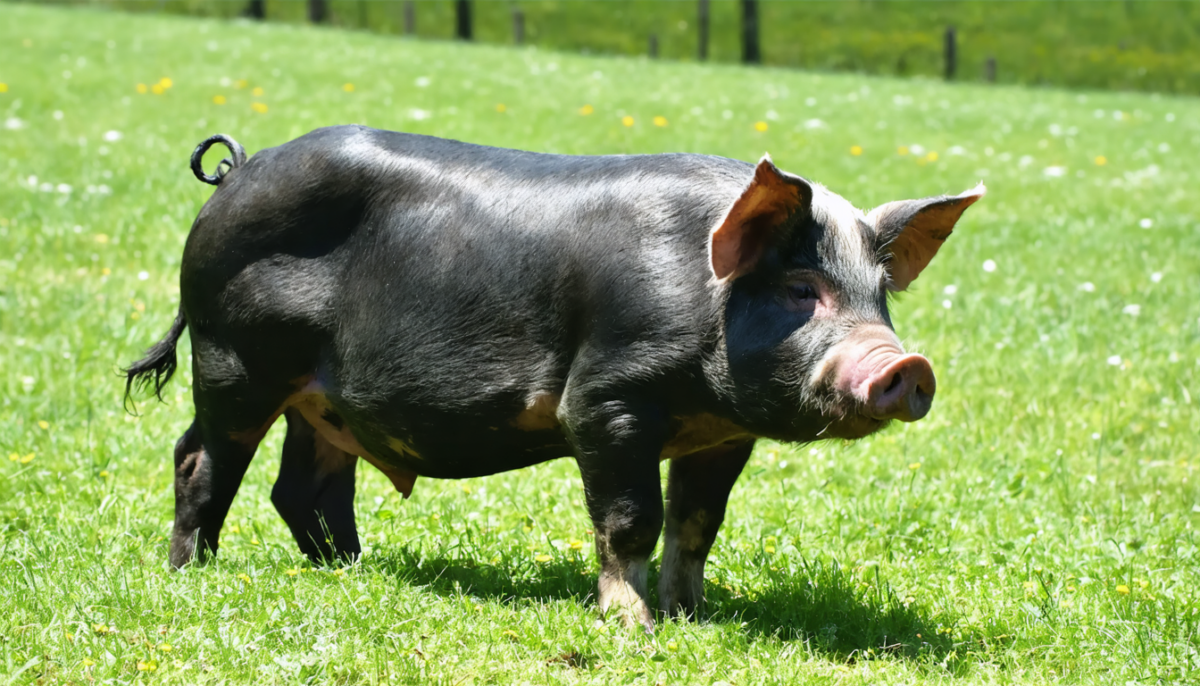 découvrez le cochon noir, un trésor rustique emblématique du patrimoine régional, symbole de tradition et de saveurs authentiques.