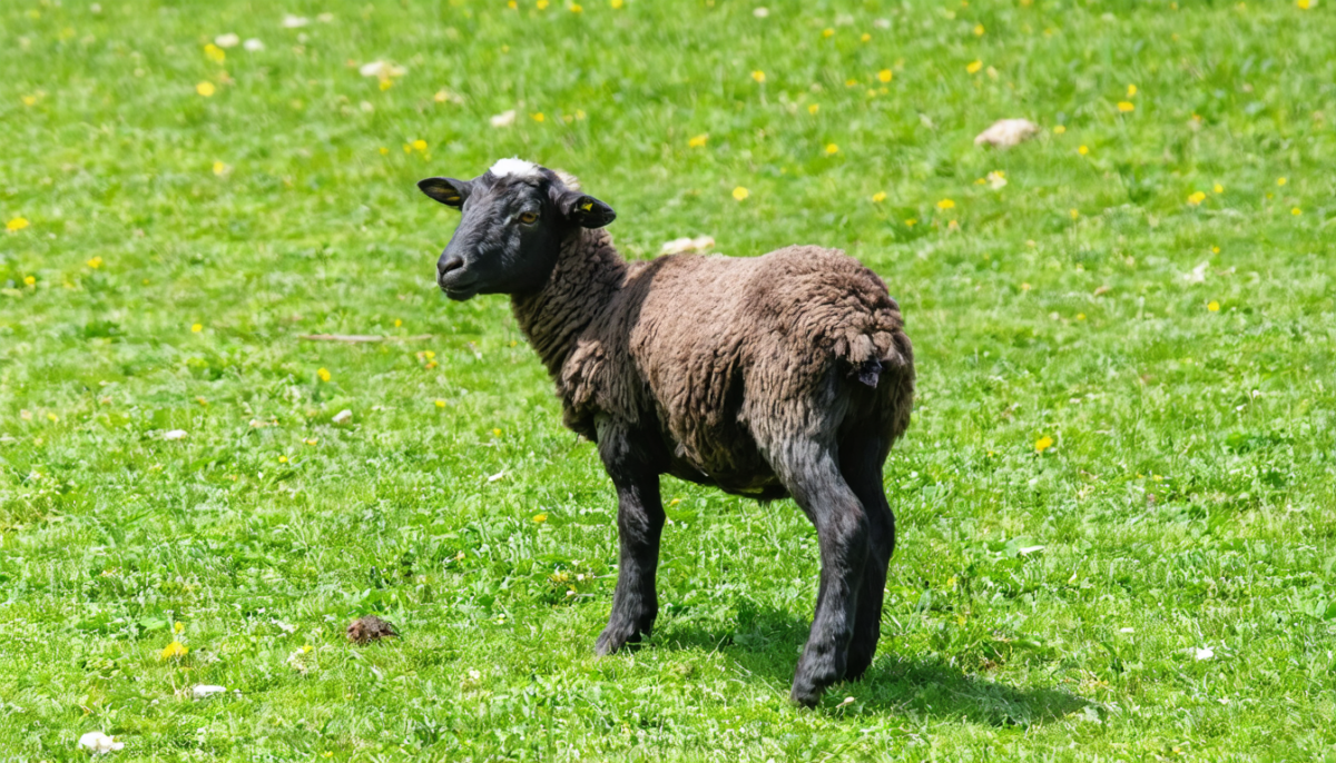 découvrez le mouton camerounais, une race petite mais robuste, idéale pour les éleveurs en quête d'un animal au grand charme et facile à entretenir.
