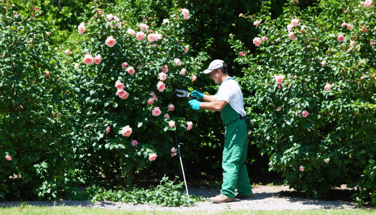 découvrez notre guide pratique pour tailler efficacement vos rosiers trop hauts et leur redonner une belle silhouette harmonieuse et saine.
